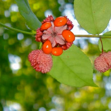 A close-up of the strawberry bush with green leaves and red berries visible.